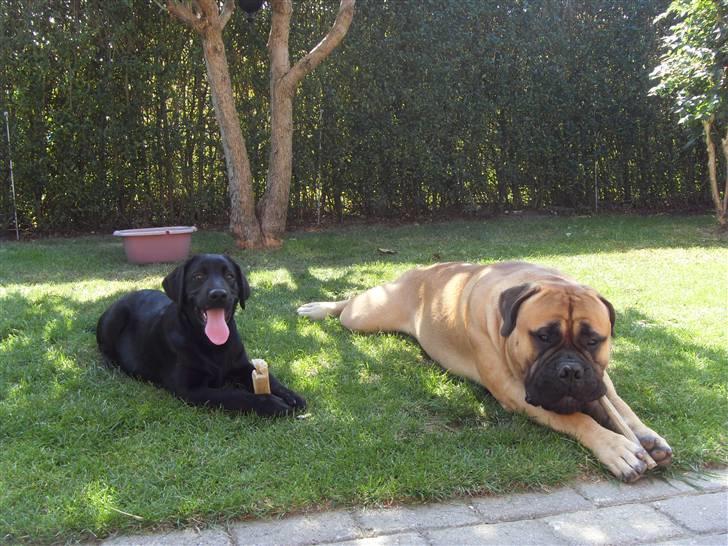 Bullmastiff Cæsar - Mig og min hvalpeven Buller billede 17