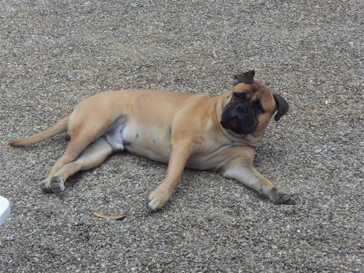 Bullmastiff Cæsar - Det er hårdt at holde ferie! Mig i Toscana sommer 2010 billede 19