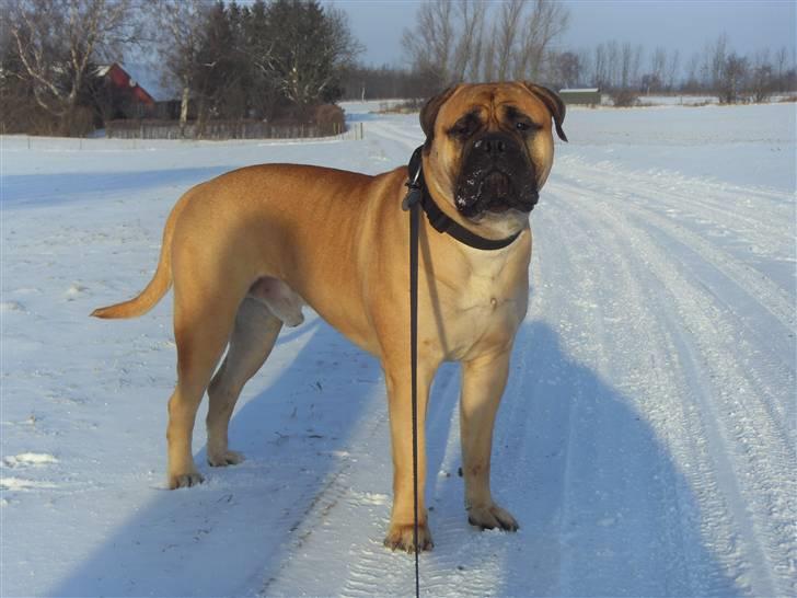 Bullmastiff Cæsar - Mig på snevejrstur vinter 2010 billede 20