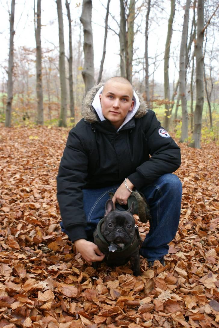 Fransk bulldog Gustav billede 14