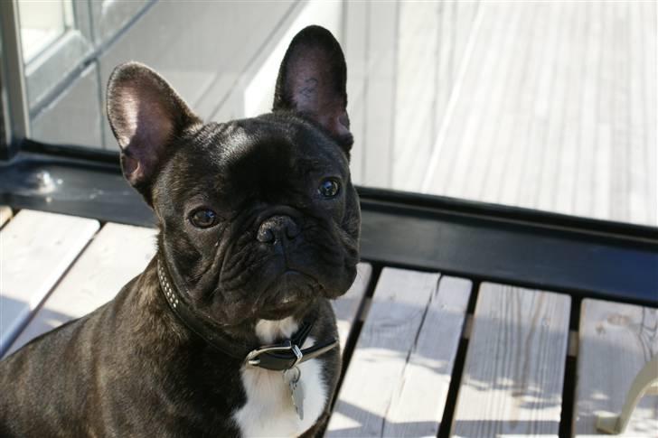 Fransk bulldog Gustav billede 15