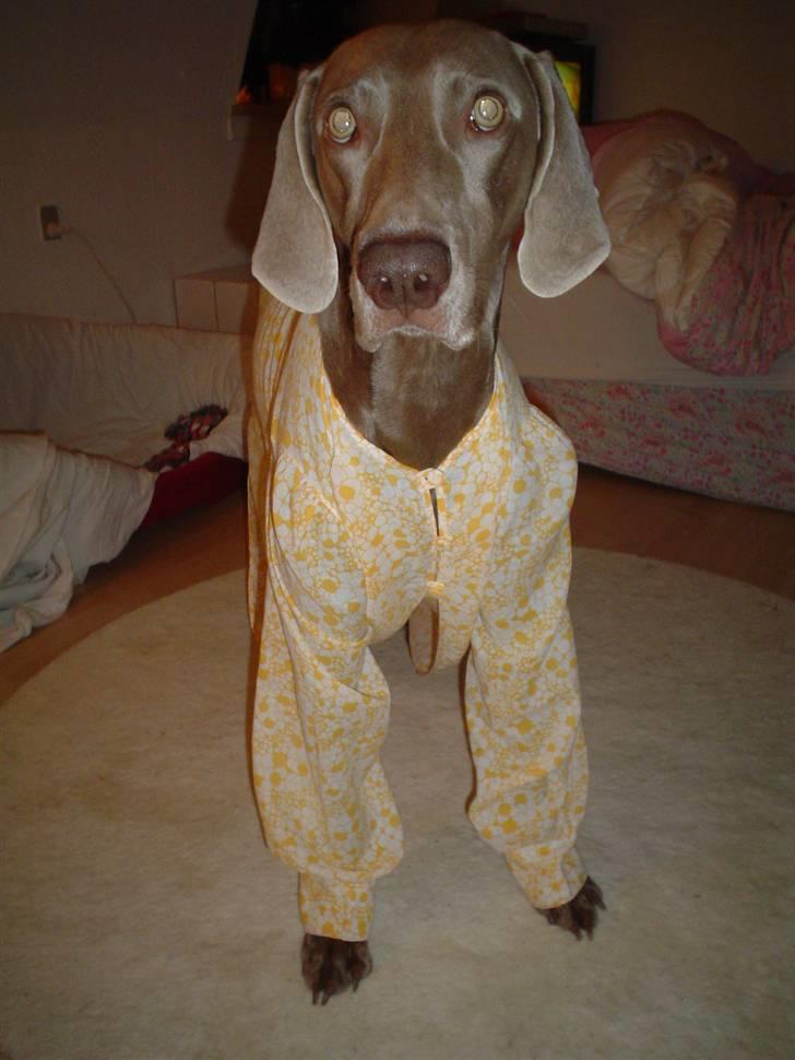 Weimaraner Bastian - basse er sengeklar billede 1