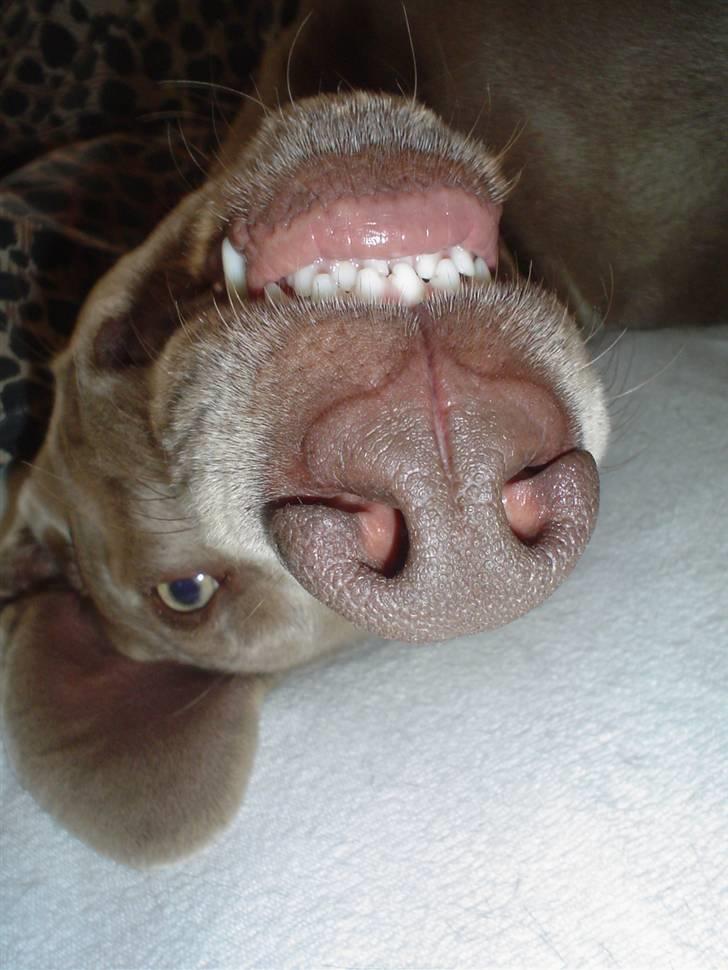 Weimaraner Bastian - hva´ så piger.... billede 2