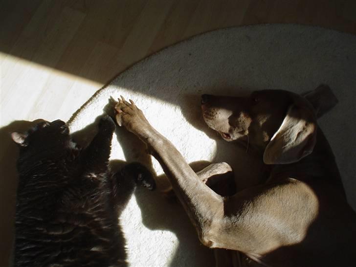 Weimaraner Bastian - min bror Oakley på 13 år... som hund og kat....  it´s lovely... billede 3