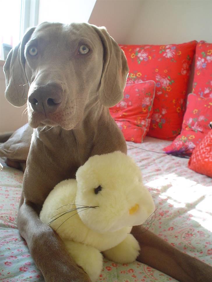 Weimaraner Bastian - den eneste bamse der har overlevet.. man har vel en favorit... billede 4