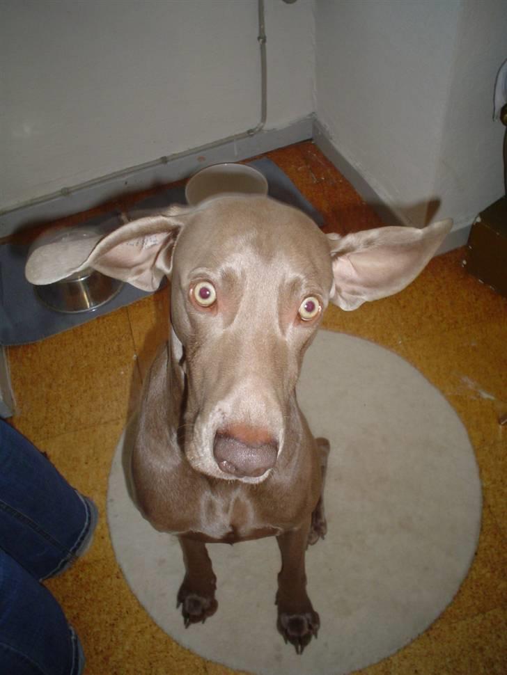 Weimaraner Bastian - i´m spinning... wooooooo... billede 5