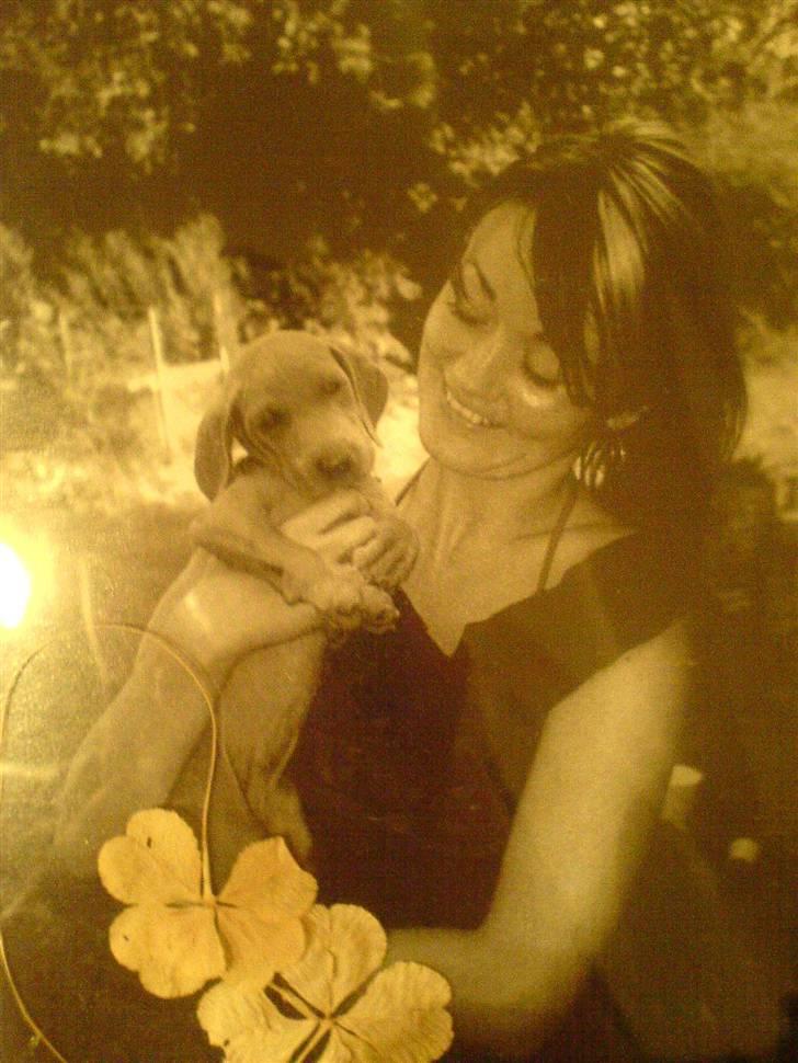 Weimaraner Bastian - min mor og mig ... kun 8 uger.... billede 7