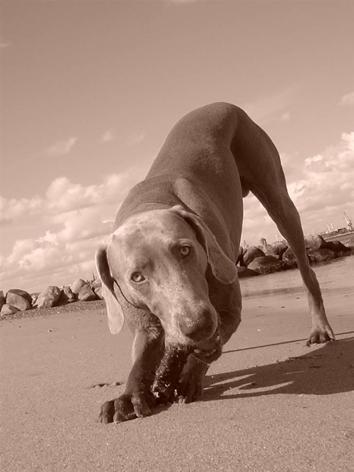Weimaraner Bastian - er det her ikke bare livet... billede 8