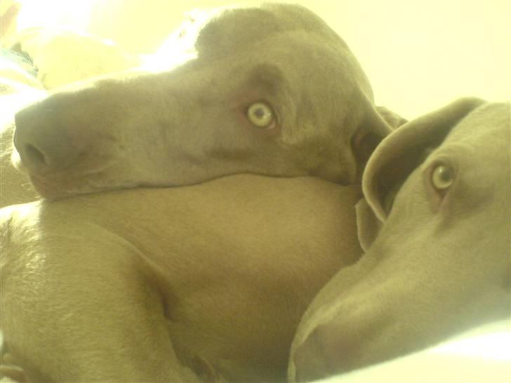 Weimaraner Bastian - hun er sød hende her... Basse nederst.. billede 9