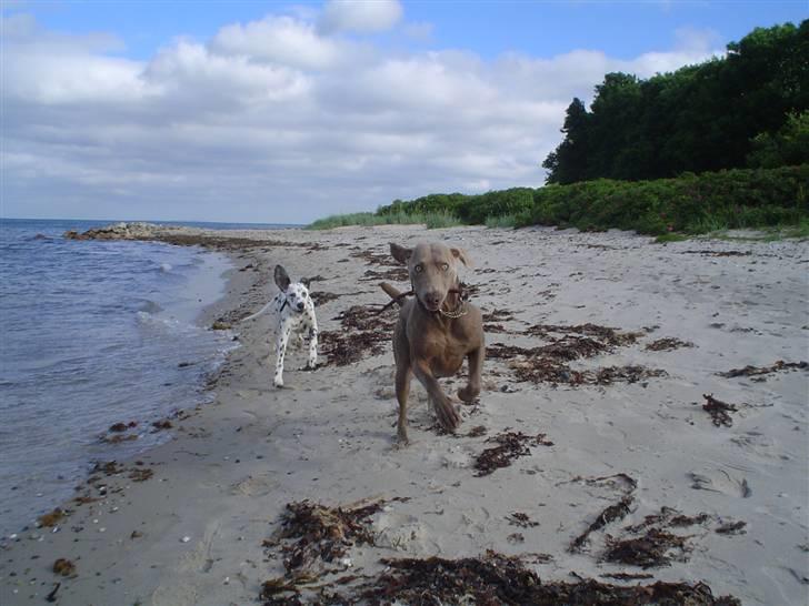 Weimaraner Bastian - jeg kommer altid først... jubiiii billede 11