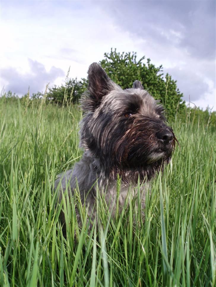 Blanding af racer Toffy billede 1