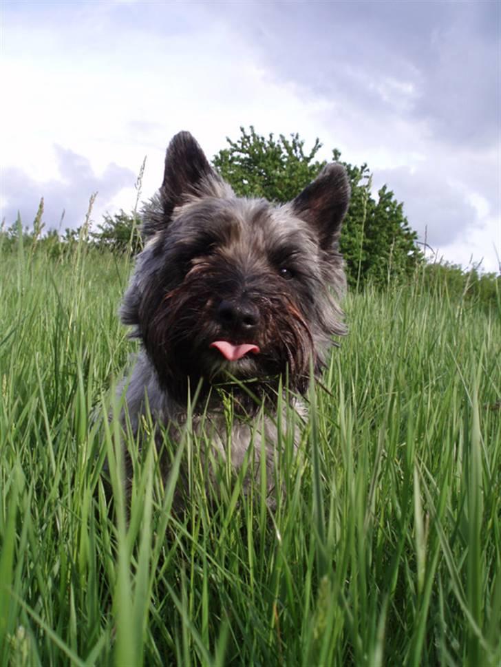 Blanding af racer Toffy billede 2