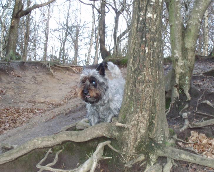 Blanding af racer Toffy billede 3