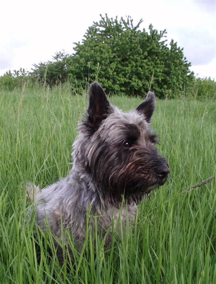 Blanding af racer Toffy billede 4