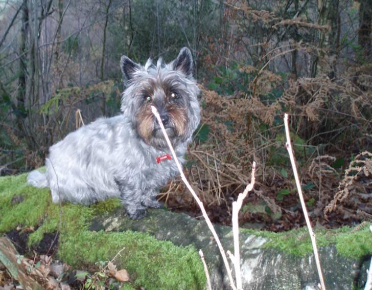 Blanding af racer Toffy billede 5