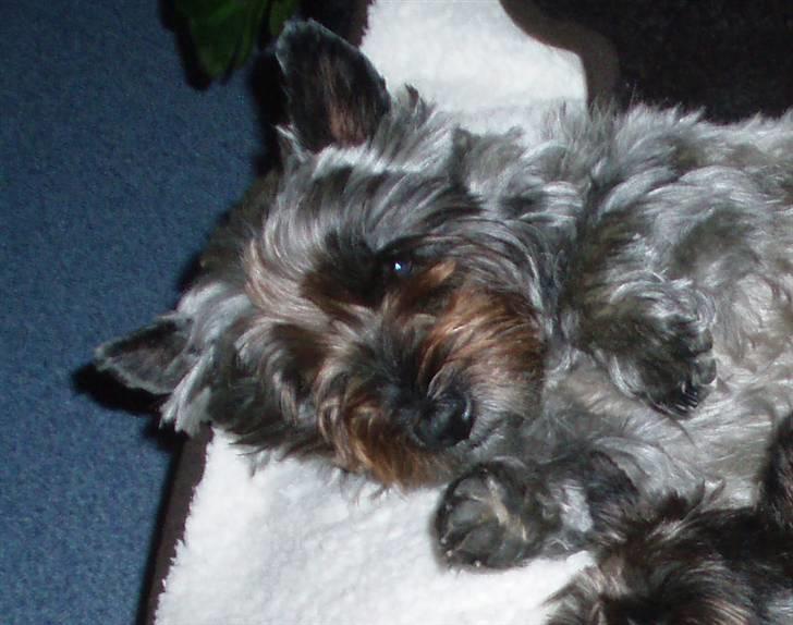 Blanding af racer Toffy - Er jeg ikke bare nuttet? billede 6