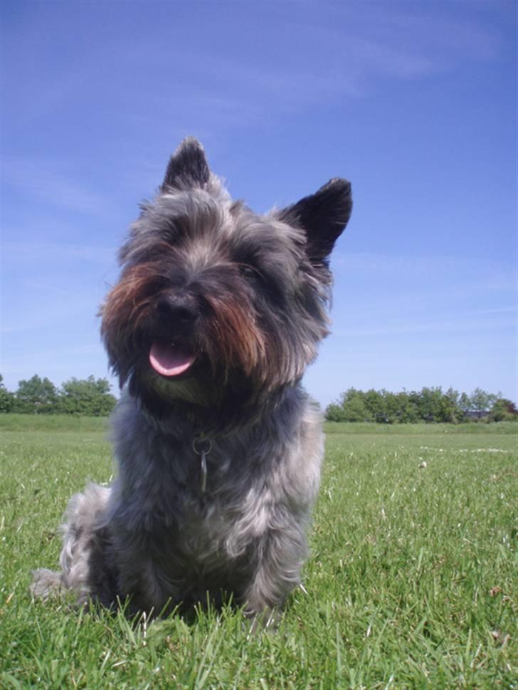 Blanding af racer Toffy billede 7