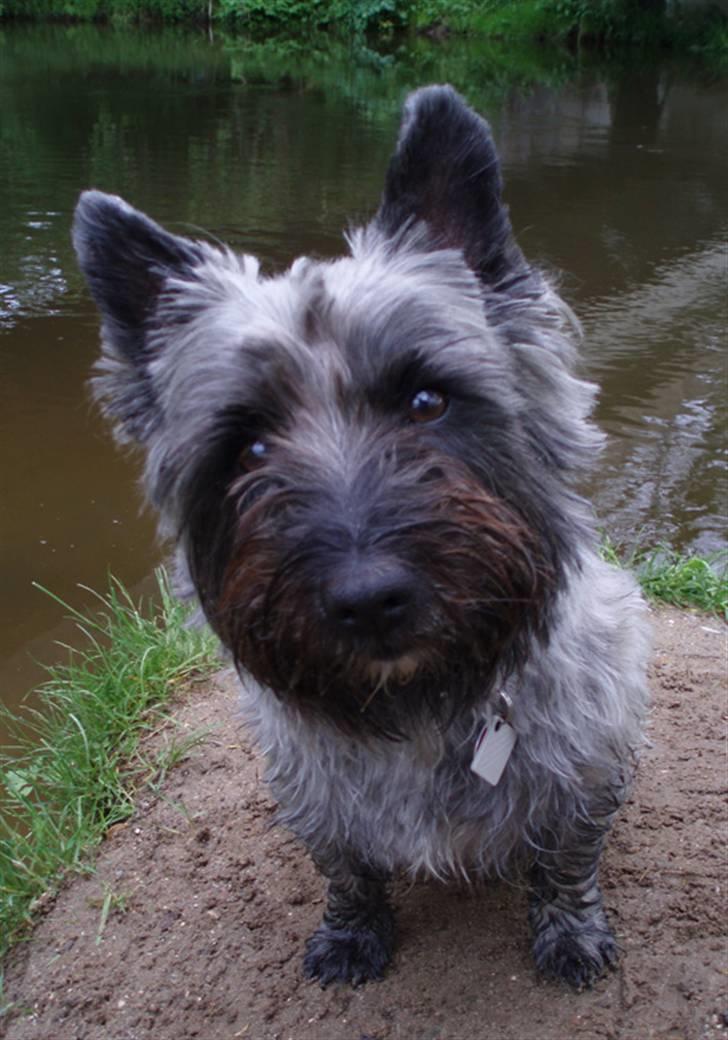 Blanding af racer Toffy billede 8