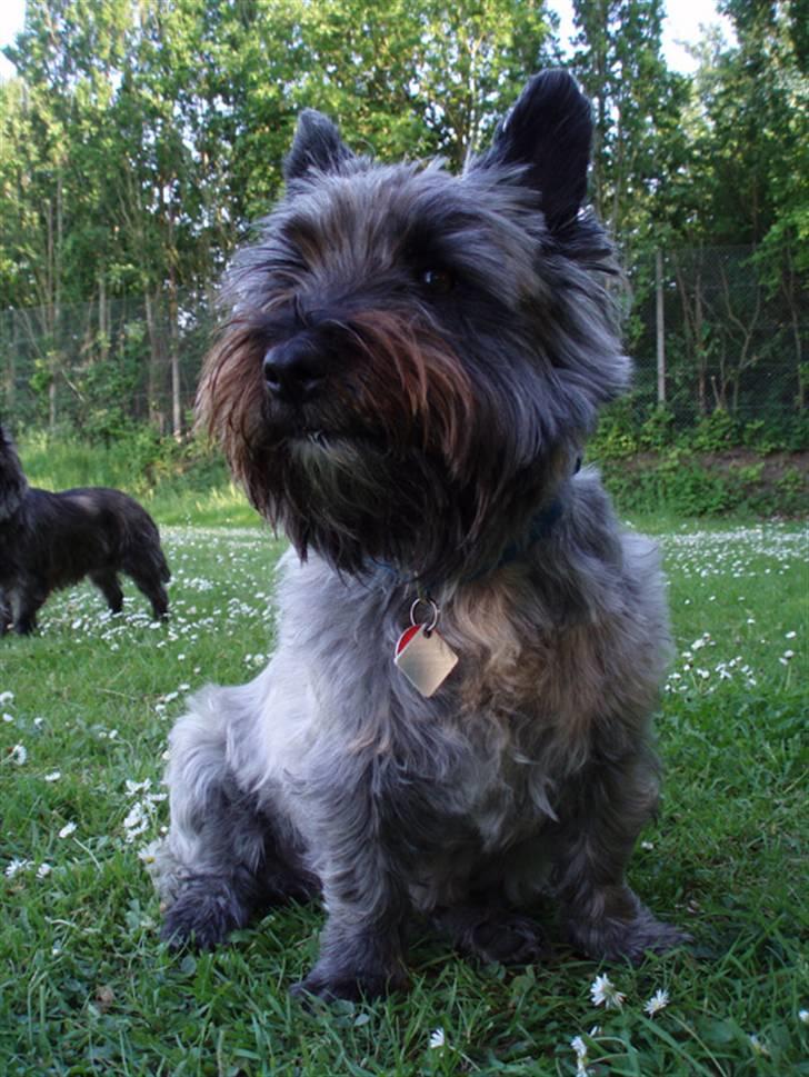 Blanding af racer Toffy billede 9