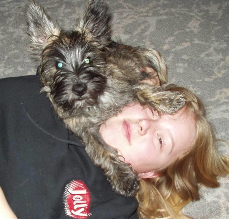 Blanding af racer Toffy billede 10