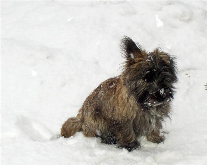 Blanding af racer Toffy - Snøft.. helt alene ude i sneen... billede 11