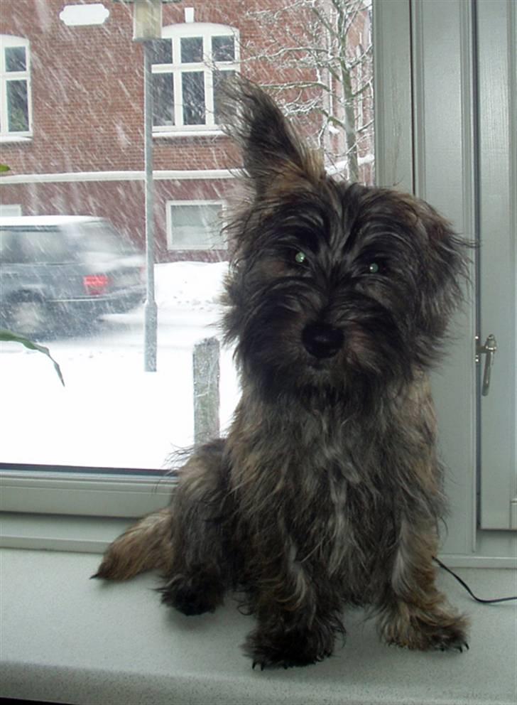 Blanding af racer Toffy billede 12