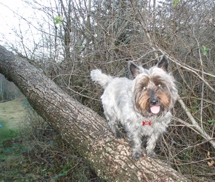 Blanding af racer Toffy billede 13