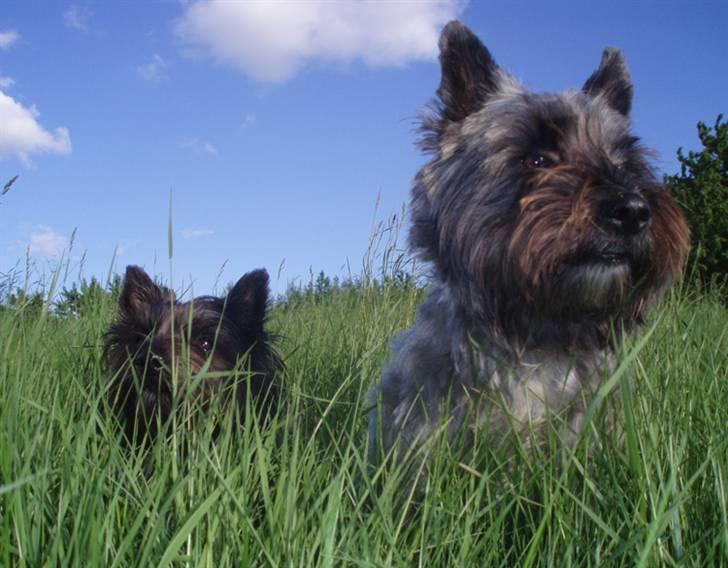 Blanding af racer Toffy billede 14