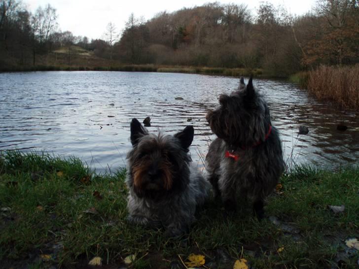 Blanding af racer Toffy billede 15