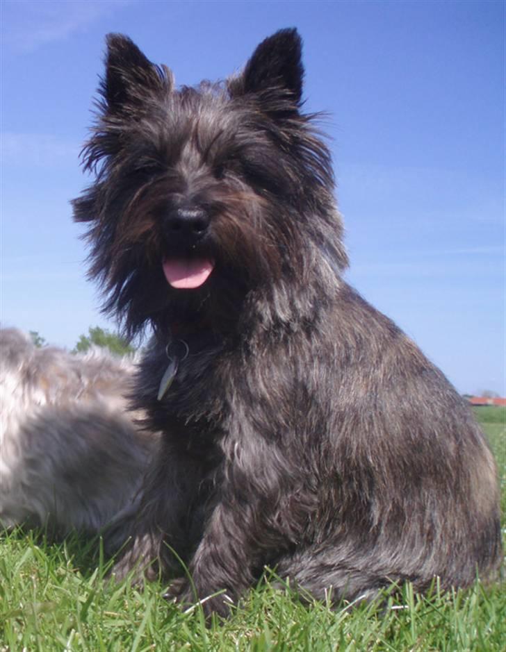 Cairn terrier Wimsy billede 1