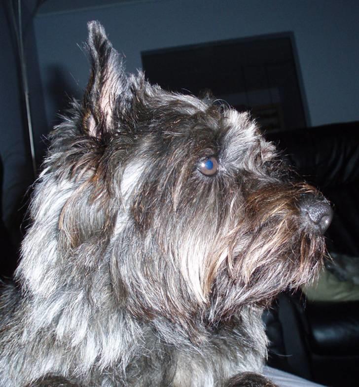Cairn terrier Wimsy billede 2