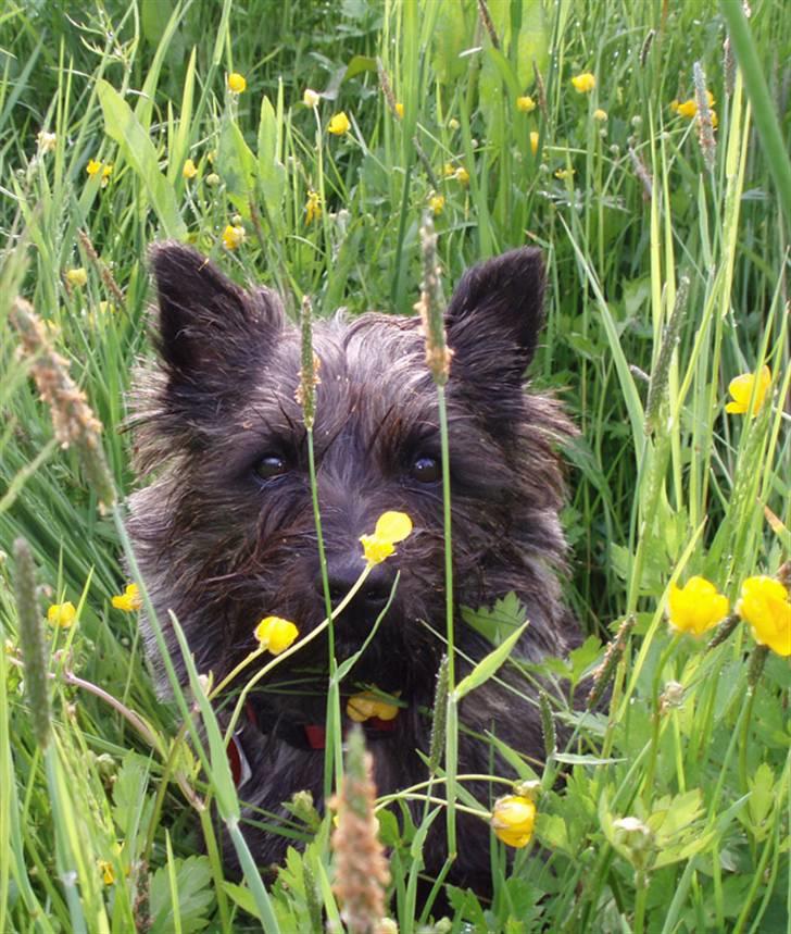 Cairn terrier Wimsy billede 3