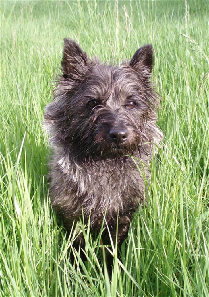Cairn terrier Wimsy billede 4