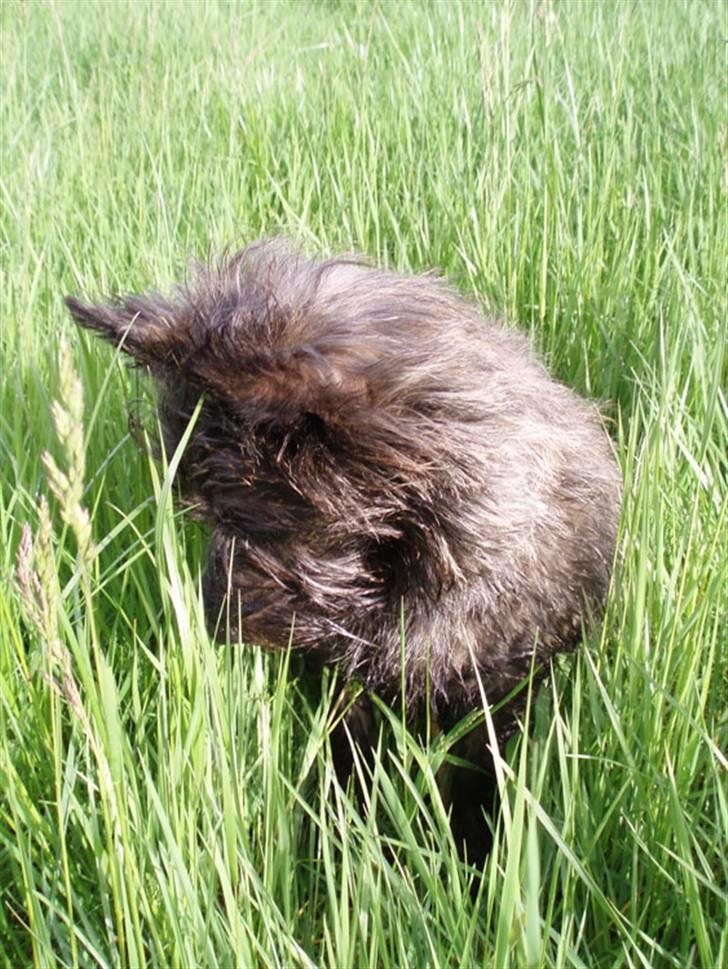 Cairn terrier Wimsy billede 5