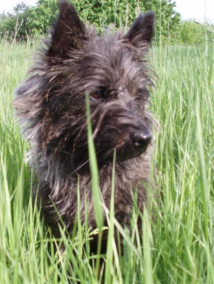 Cairn terrier Wimsy billede 6