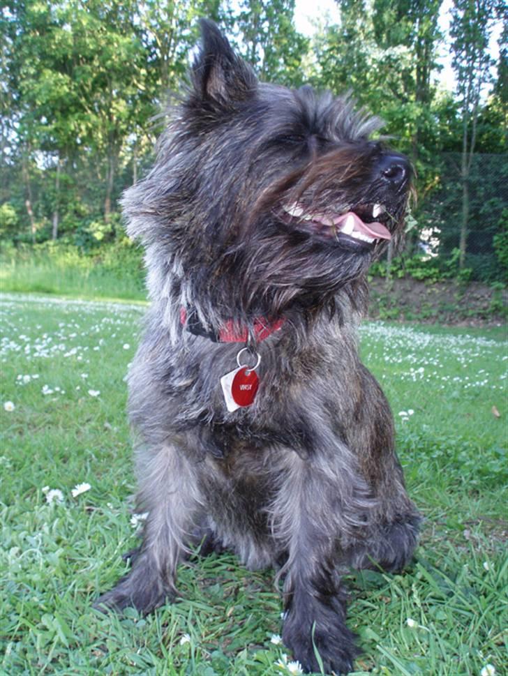 Cairn terrier Wimsy billede 7