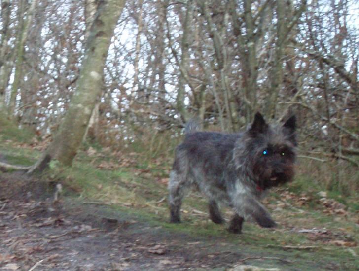 Cairn terrier Wimsy billede 8