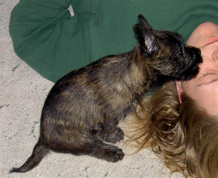 Cairn terrier Wimsy billede 9