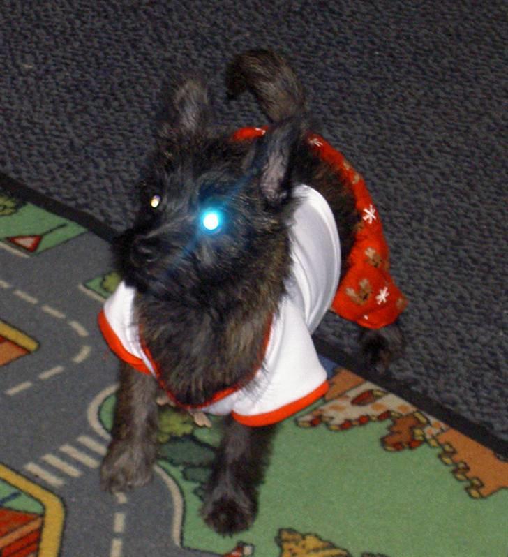 Cairn terrier Wimsy billede 10