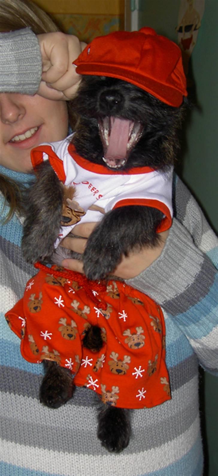 Cairn terrier Wimsy billede 11