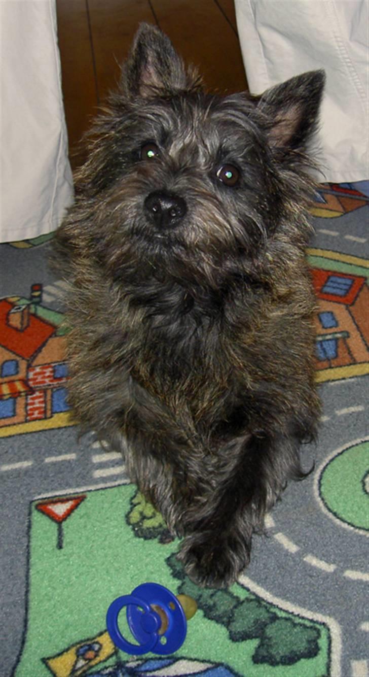 Cairn terrier Wimsy billede 12