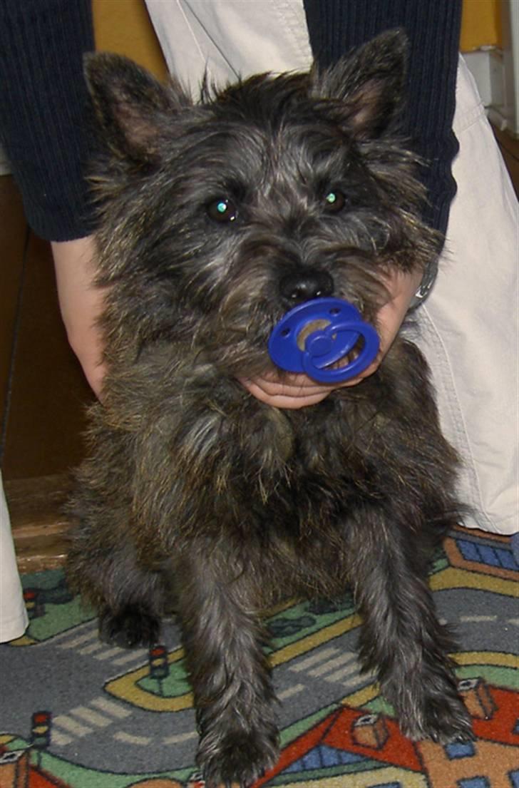 Cairn terrier Wimsy billede 13