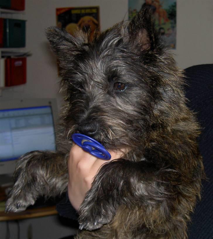 Cairn terrier Wimsy billede 14