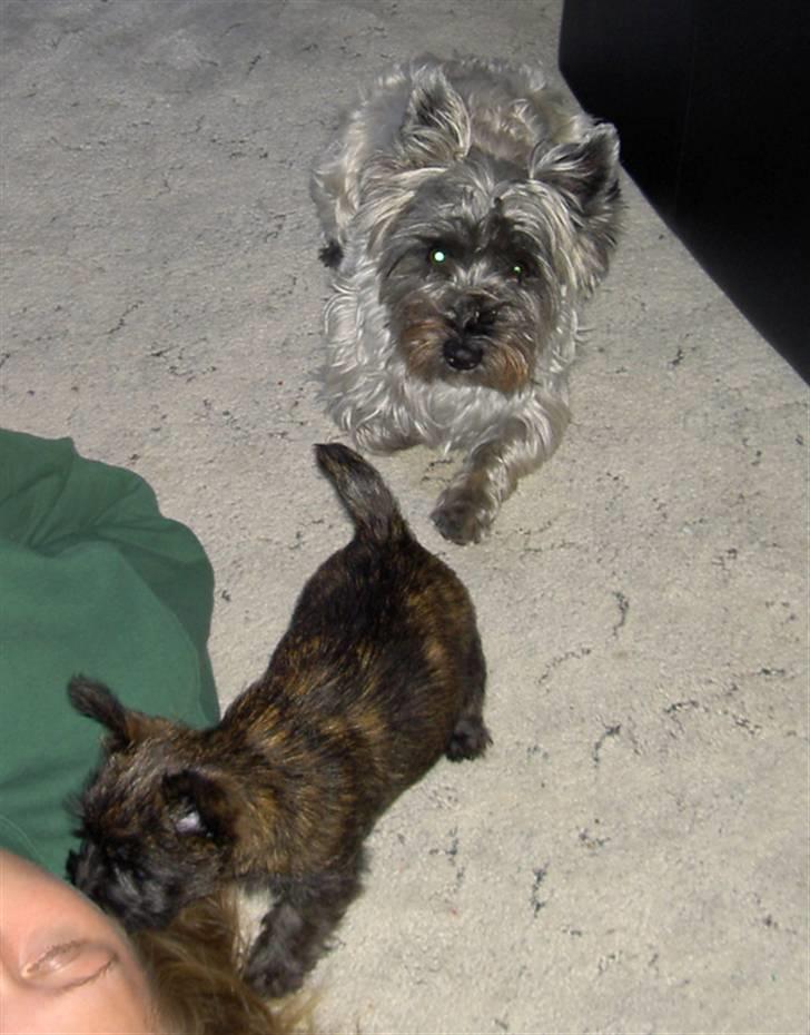 Cairn terrier Wimsy billede 15