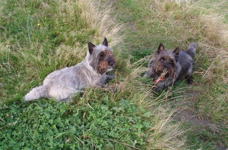 Cairn terrier Wimsy billede 16