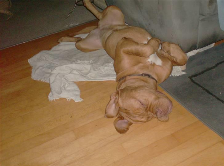 Dogue de bordeaux Betty (sveske) R.I.P.  - fitness billede 10