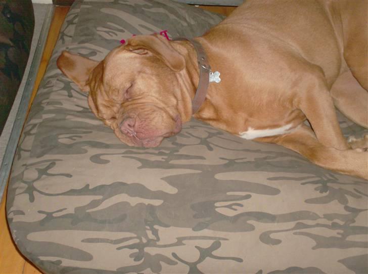 Dogue de bordeaux Betty (sveske) R.I.P.  - se lige, ny seng, Betty fik en lys og Møffe en mørk,  Pernille fra Dream-time, sendte så som bonus en charmeklud til hver med navn på, SUPER billede 11