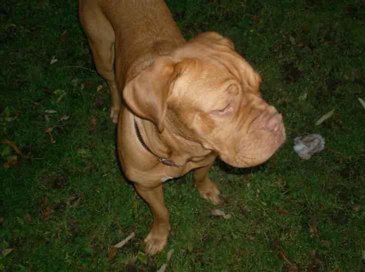 Dogue de bordeaux Betty (sveske) R.I.P.  billede 13
