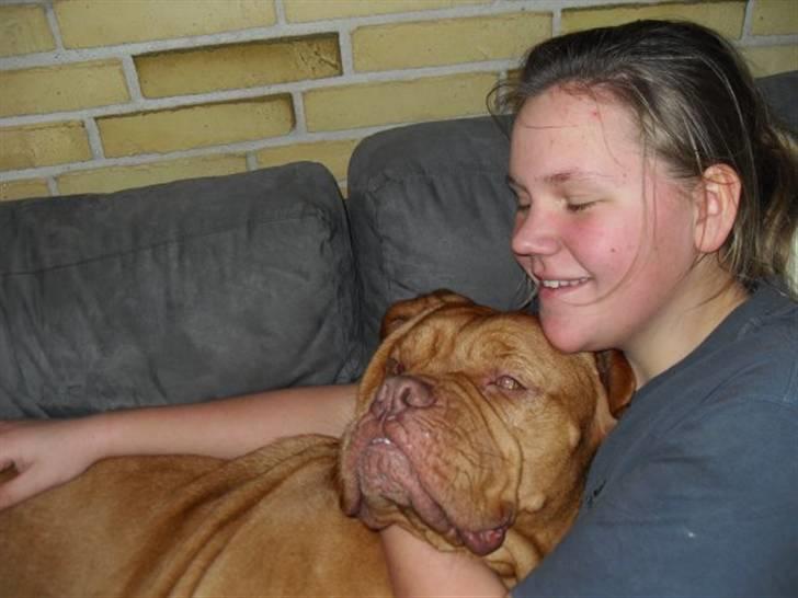 Dogue de bordeaux Betty (sveske) R.I.P.  billede 14