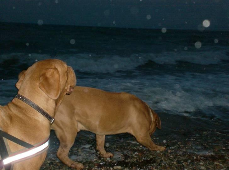 Dogue de bordeaux Betty (sveske) R.I.P.  - det ser farligt ud, det hvide billede 15